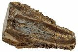 Rooted Triceratops Tooth - Wyoming #263405-1